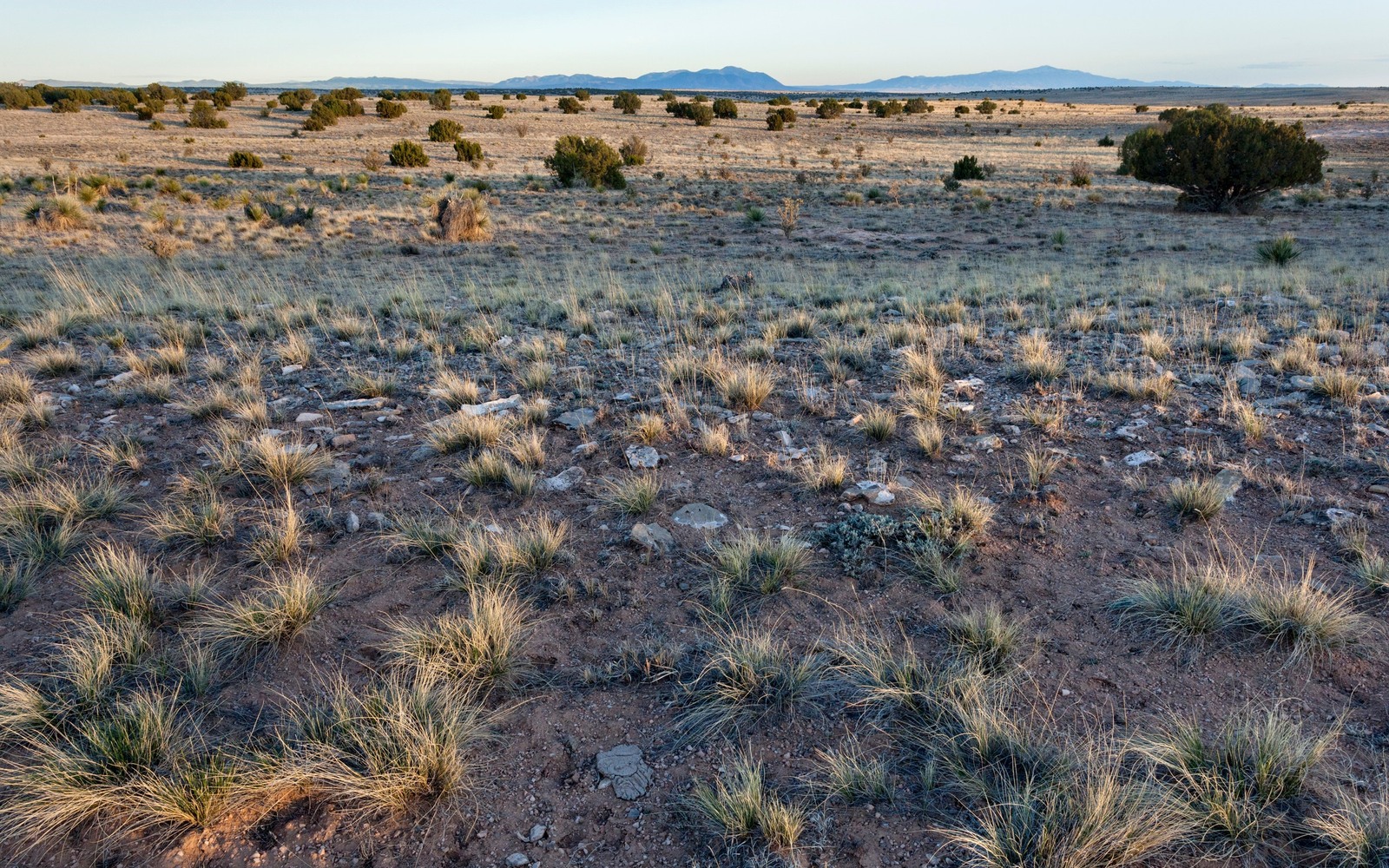 Sell Mineral Rights in New Mexico